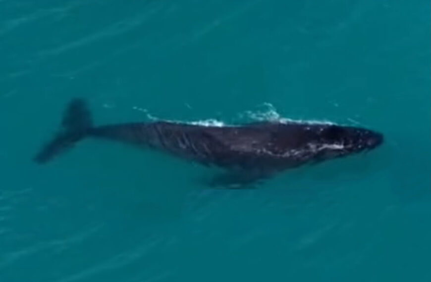 Temporada de baleias começa com show no mar de Arraial do Cabo