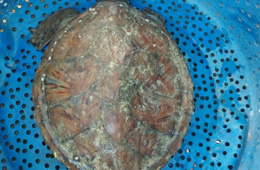 Guarda resgata tartaruga marinha debilitada no Canto da Praia do Forte