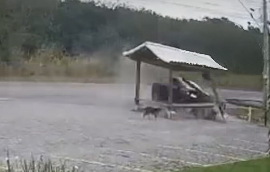 Cachorro escapa de atropelamento e carro destrói ponto de ônibus em Arraial do Cabo