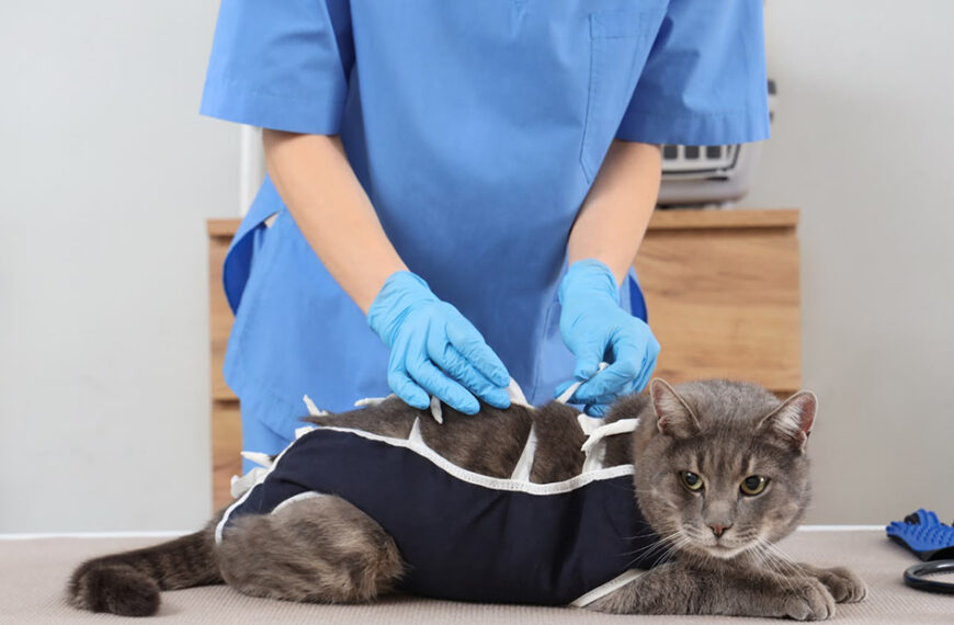 Iguaba Grande tem estabelecimento investigado por suspeita de exercício ilegal da veterinária