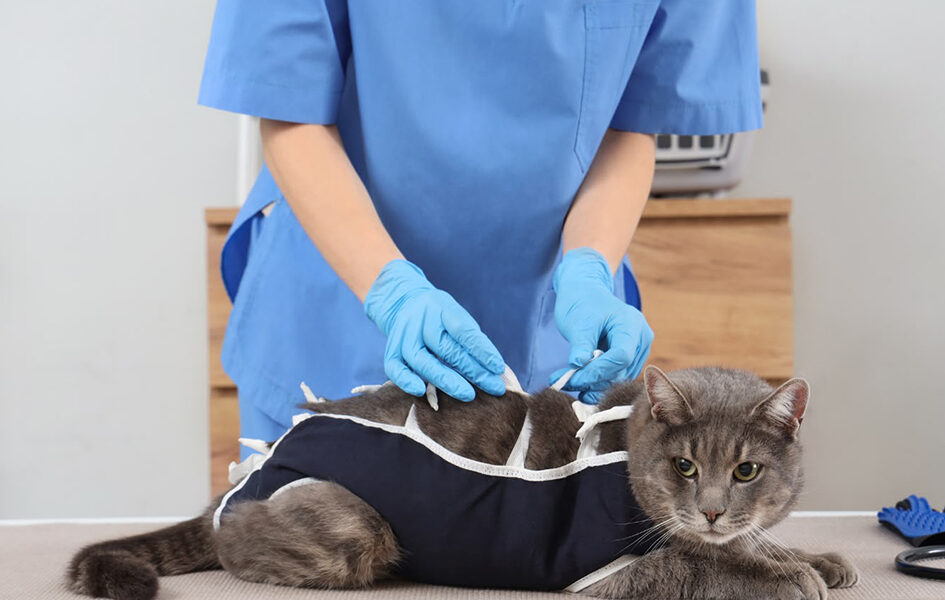 Iguaba Grande tem estabelecimento investigado por suspeita de exercício ilegal da veterinária
