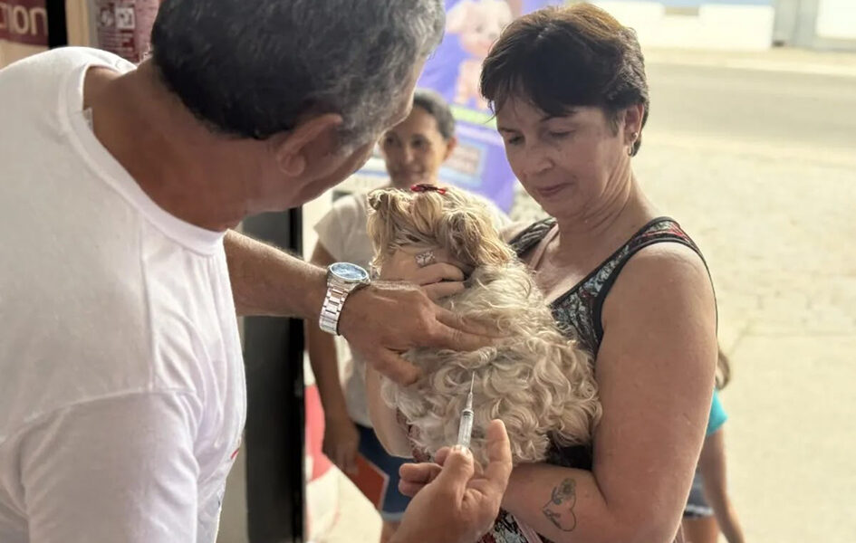 Feira de adoção em Cabo Frio ganha vacinação gratuita para cães e gatos