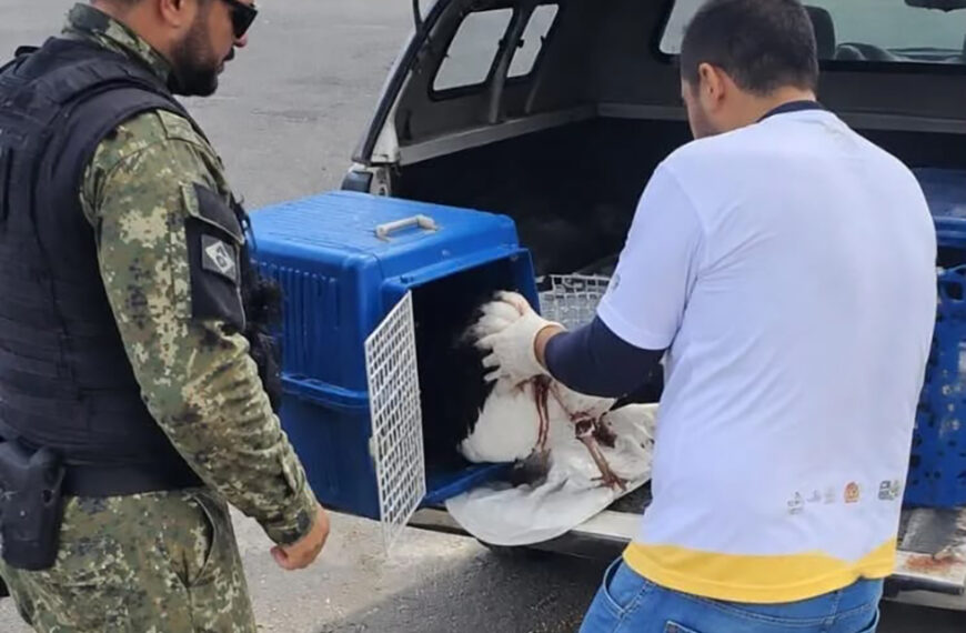 Gaivota ferida é resgatada na Gamboa em Cabo Frio
