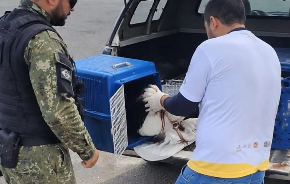 Gaivota ferida é resgatada na Gamboa em Cabo Frio