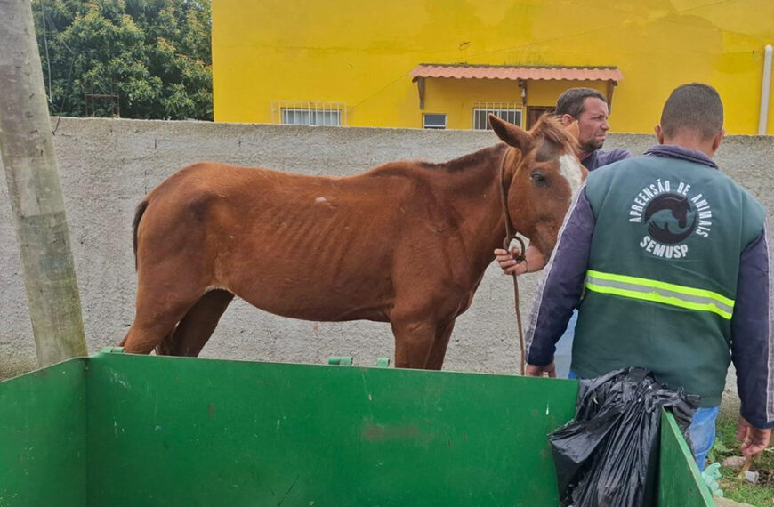 Arraial do Cabo reforça fiscalização contra animais soltos nas vias
