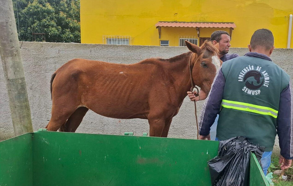 Arraial do Cabo reforça fiscalização contra animais soltos nas vias