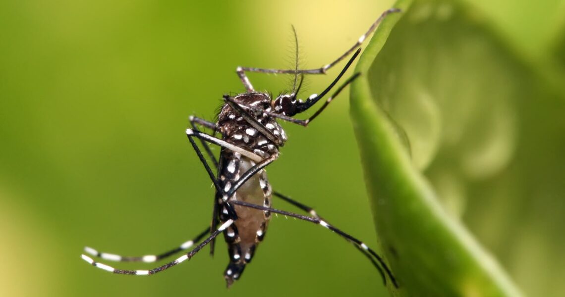 Cabo Frio reforça combate aos mosquitos após período de chuvas