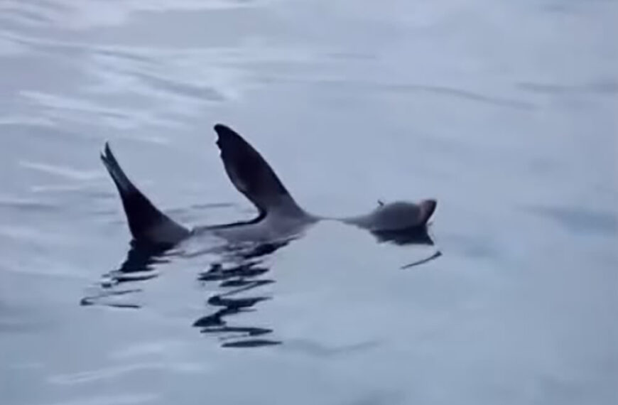 Animal passou por três cidades antes de ser visto descansando na Praia do Canto