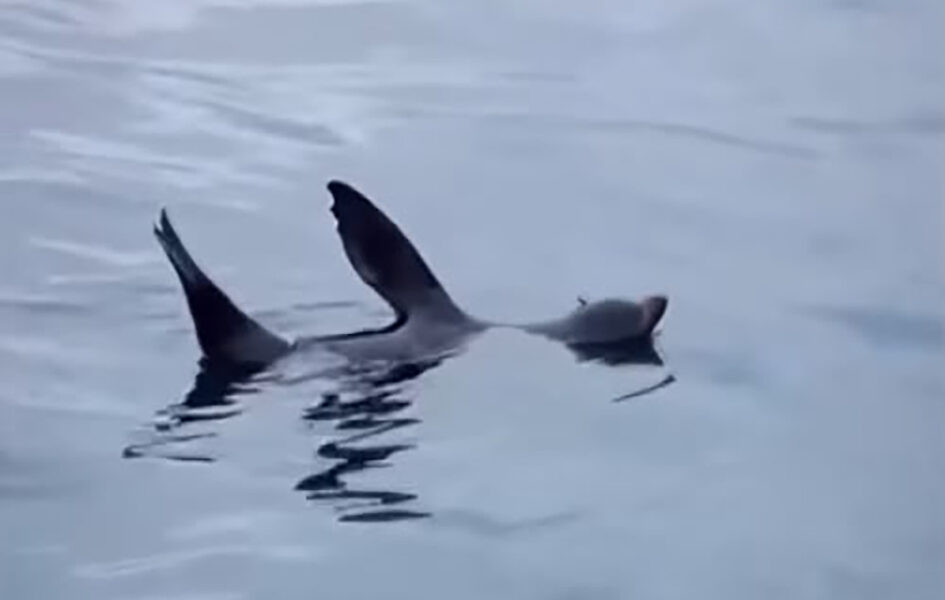 Animal passou por três cidades antes de ser visto descansando na Praia do Canto
