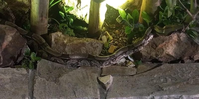 Jiboia é encontrada em área residencial de Cabo Frio